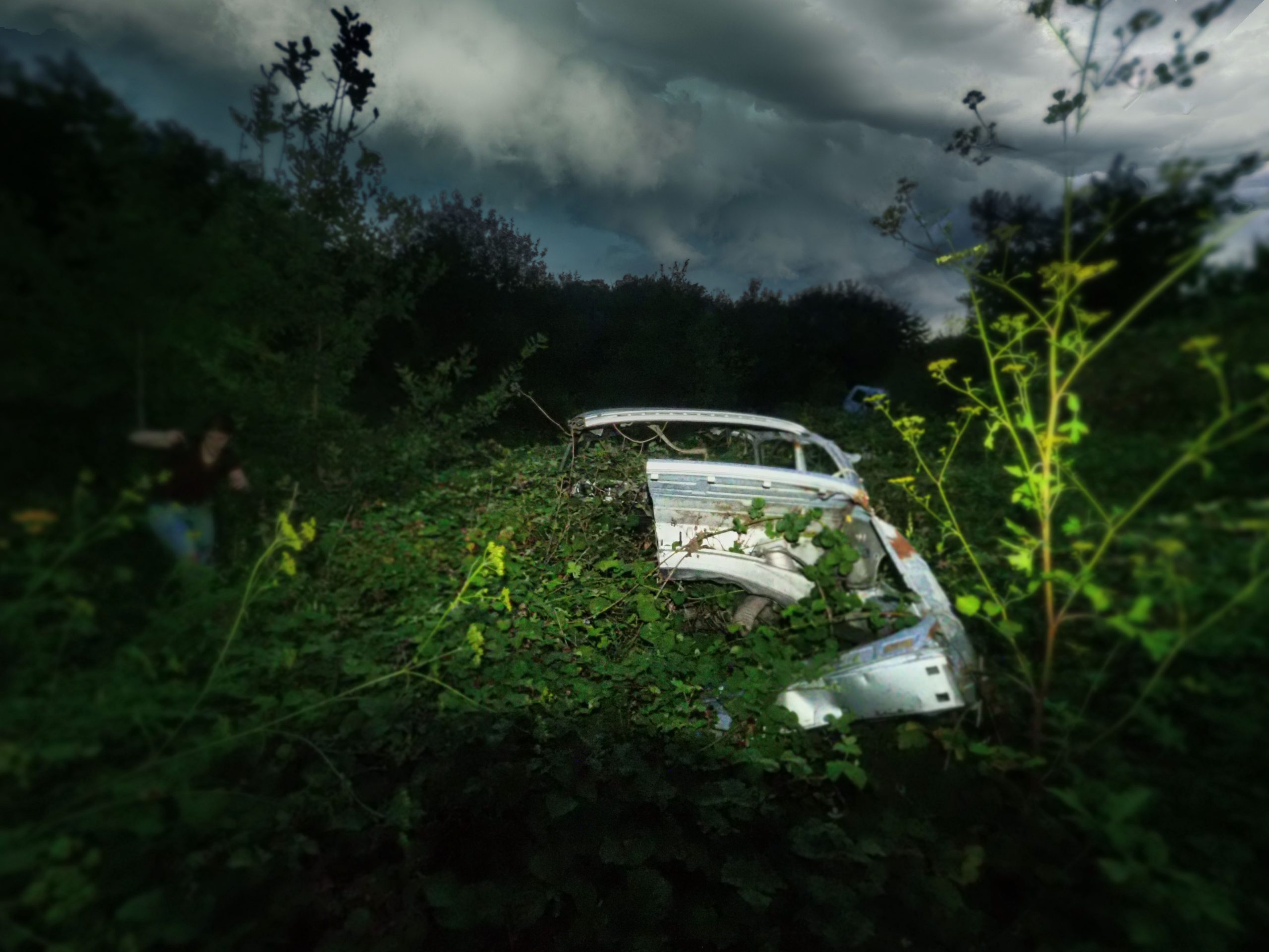 La forêt oubliée